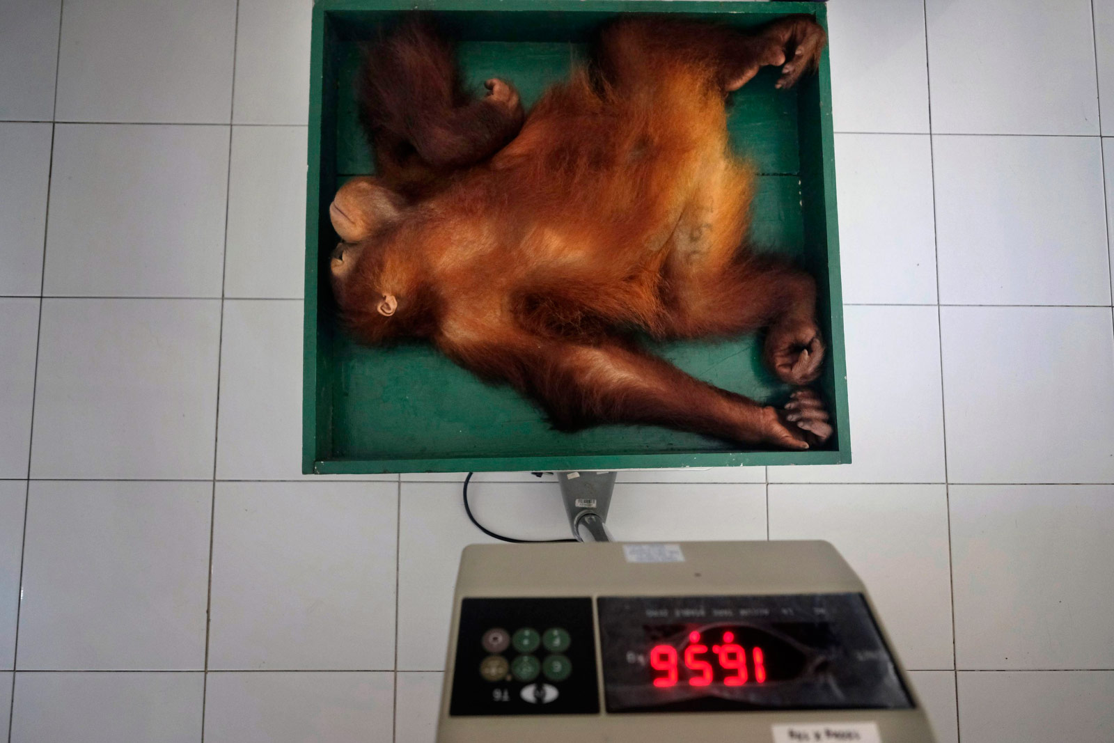 These great apes are close to extinction