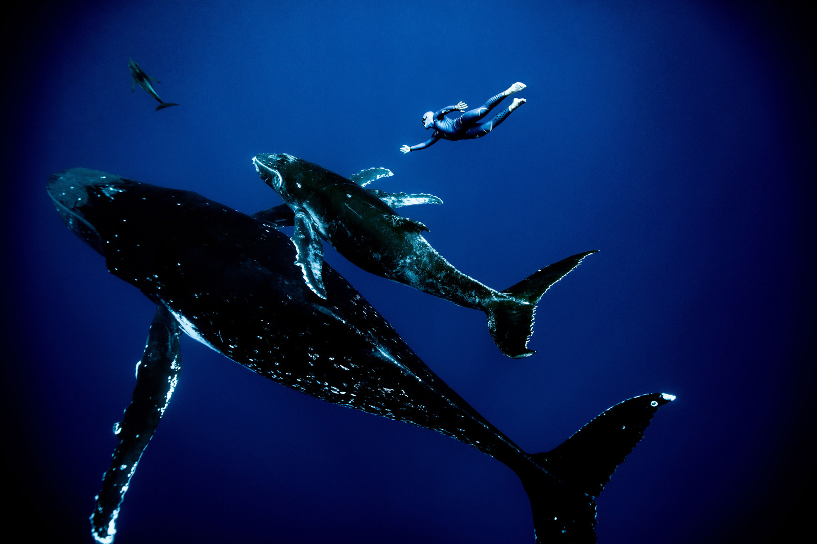 Flying Underwater With A Freediving Legend Cnn Com