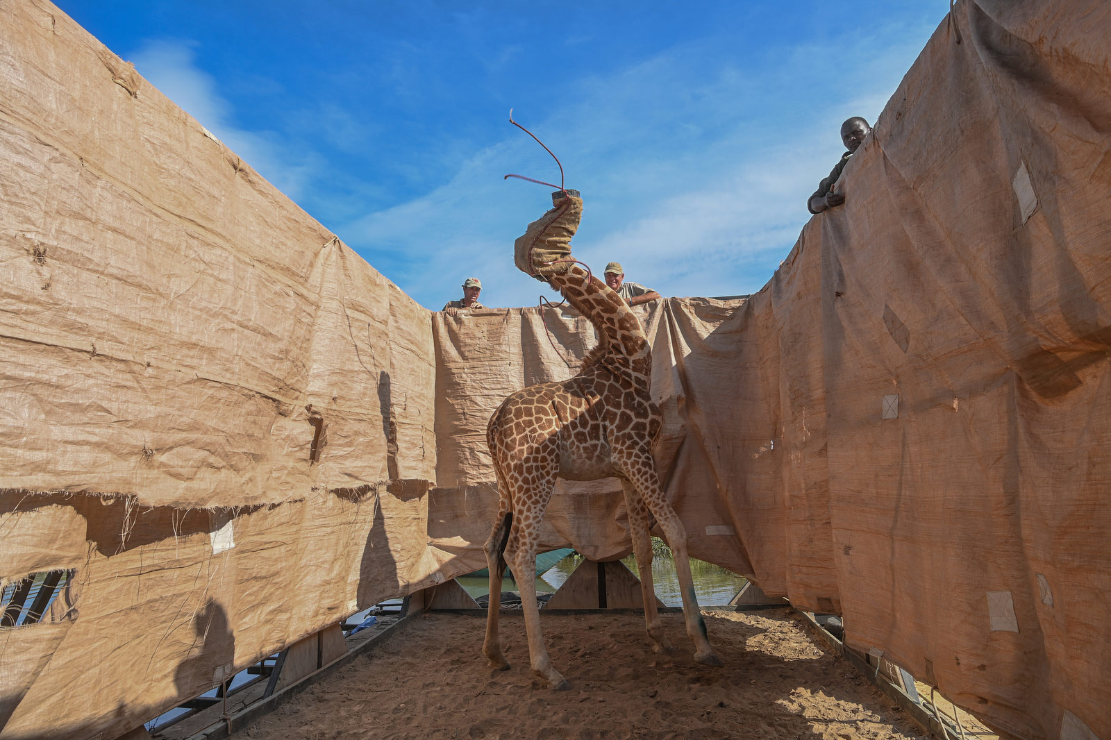 giraffe stuck in quicksand