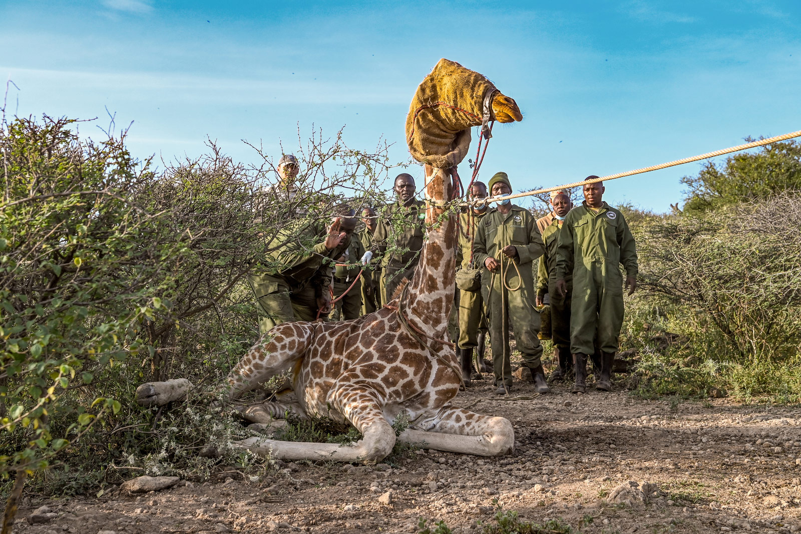 Giraffe Run by Burkan Bogaz