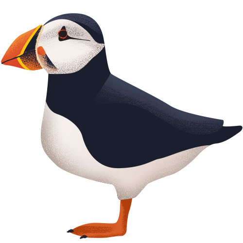 Illustration of Atlantic puffins