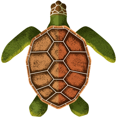 Illustration of Green turtles