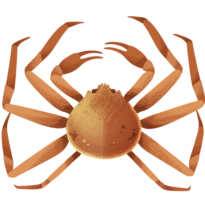 Illustration of Snow crabs