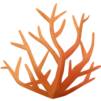 Illustration of Staghorn coral