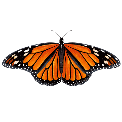 Illustration of Monarch butterflies