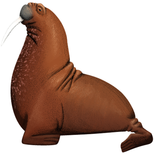 Illustration of Pacific walruses