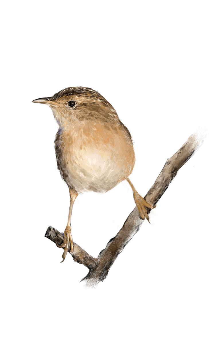 Illustration of a Sedge Wren standing on a branch.