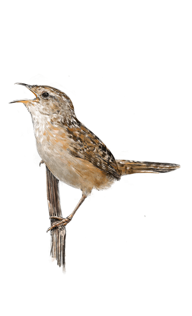 Illustration of a Sedge Wren standing on a branch.