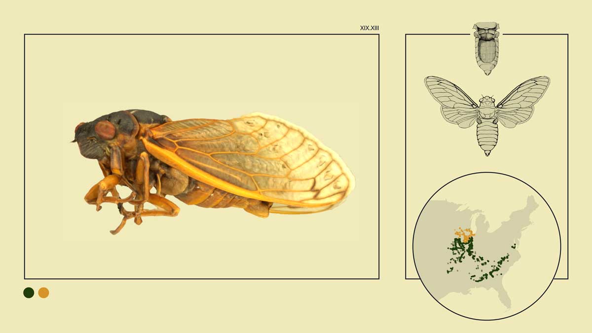 Cicadas Rising (Website)