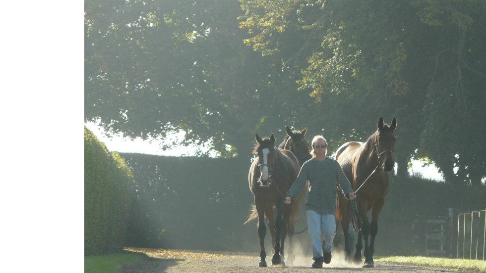 Yearlings, the name given to horses who are one-year-old, are led out at the Aga Khan stud farm.