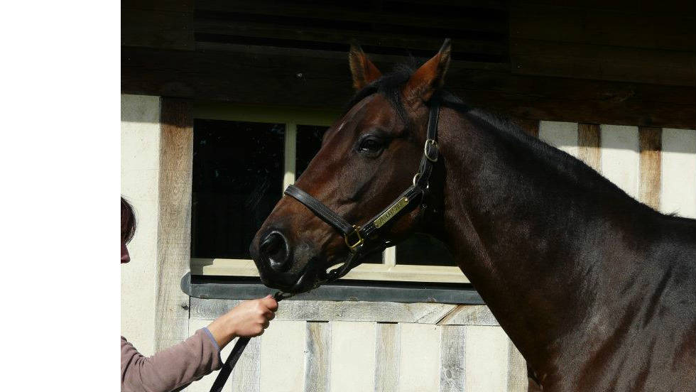 The excitement surrounding the &quot;Superfoal&quot; is due to its parentage. Zarkava, pictured, is the 2008 Prix de l&#39;Arc de Triomphe winner and the foal&#39;s mother, while the father is 2009 winner Sea the Stars.