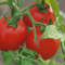 tomato food borne illnesses