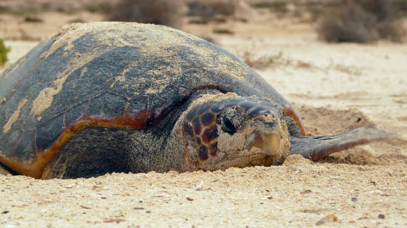 New study maps sea turtle danger zones - CNN