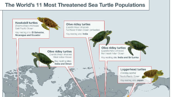 New study maps sea turtle danger zones - CNN