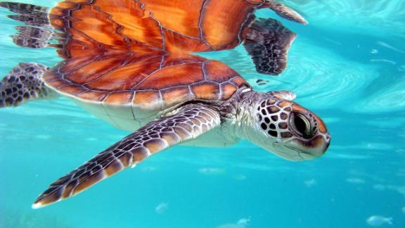New study maps sea turtle danger zones - CNN