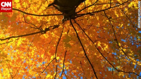 Happy fall! Here&#39;s why leaves change color