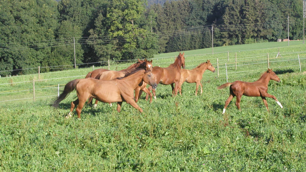 Azerbaijan&#39;s Ministry of Agriculture has drawn up a number of horse breeding programs and taken steps to improve veterinary services to try and protect the breed and increase numbers. 