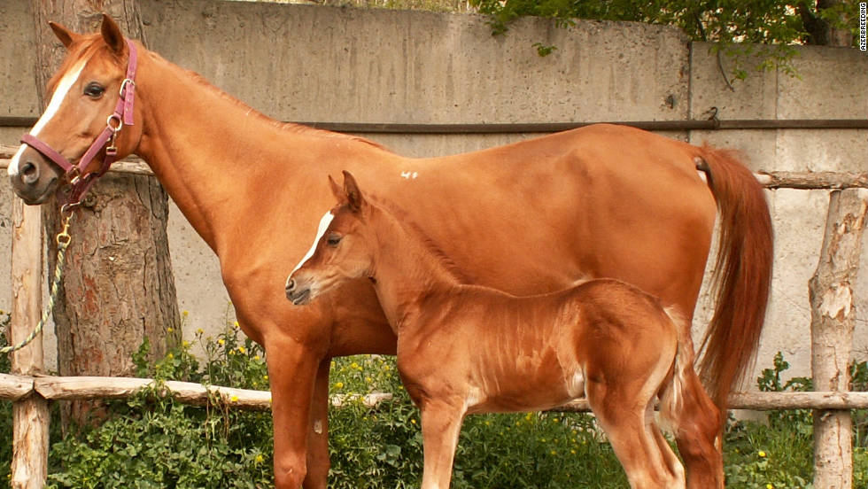 The mountain-steppe racing horse is named after the geographical region where it was originally bred. The Karabakh horse is the result of cross-breeding and stands out with what&#39;s been described as its &#39;golden glow.&#39; 