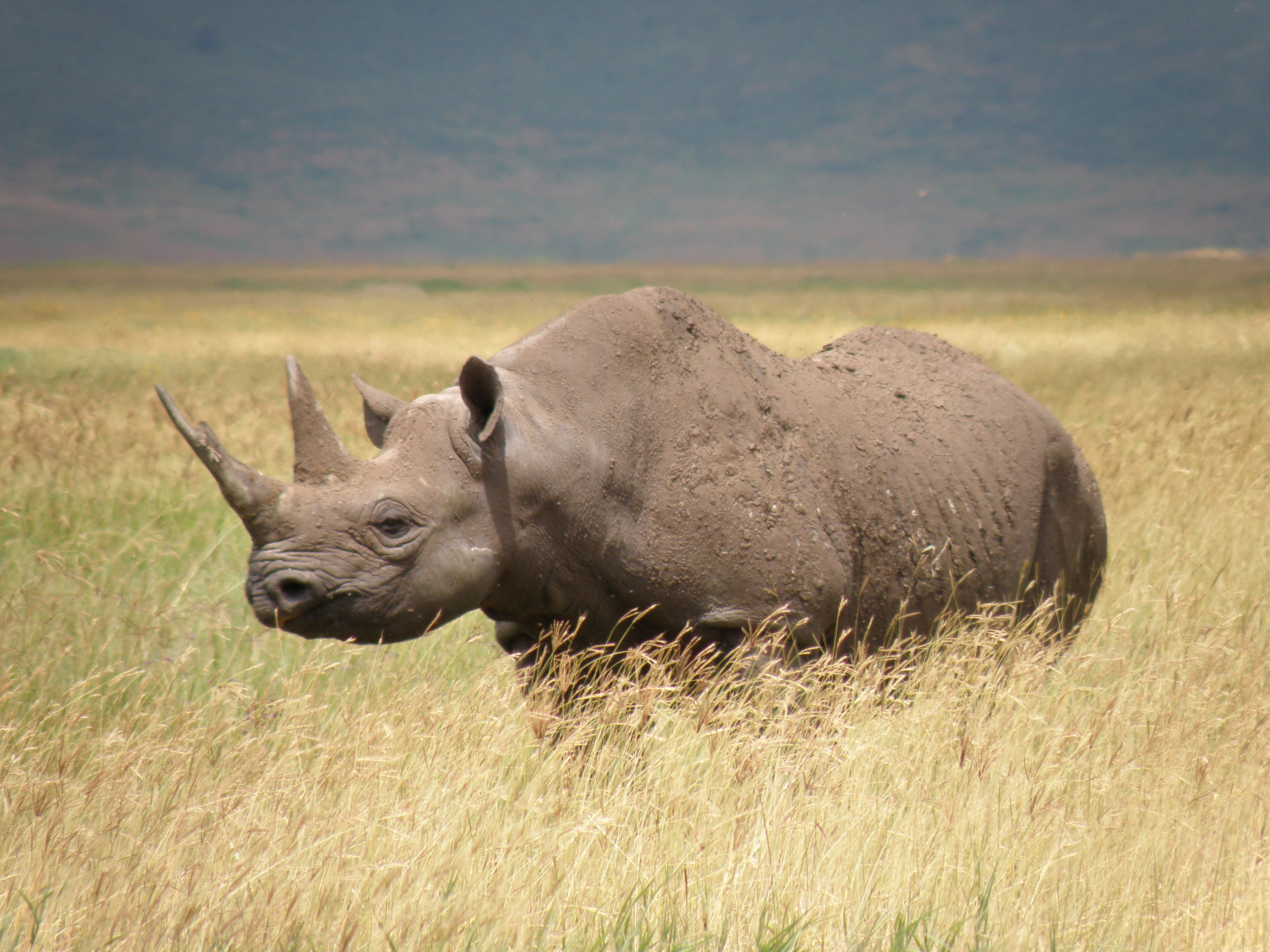 west african black rhino number