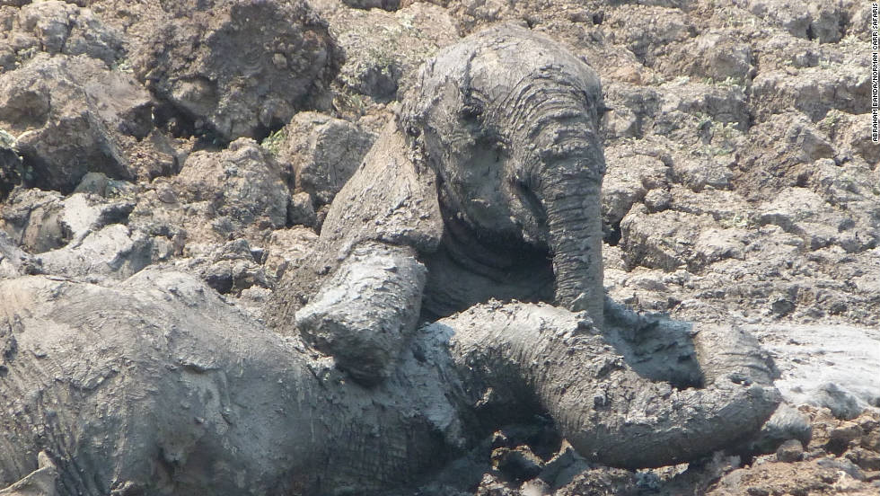 Dramatic Rescue Of Mother And Baby Elephant Cnn