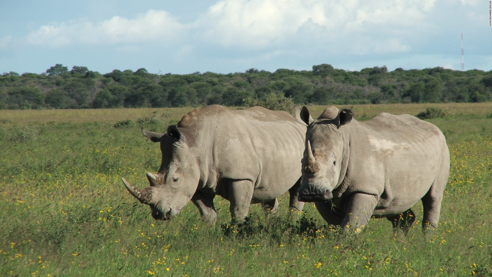 Nola, northern white rhino in San Diego Zoo, dies - CNN