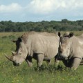 rhino extinct northern white