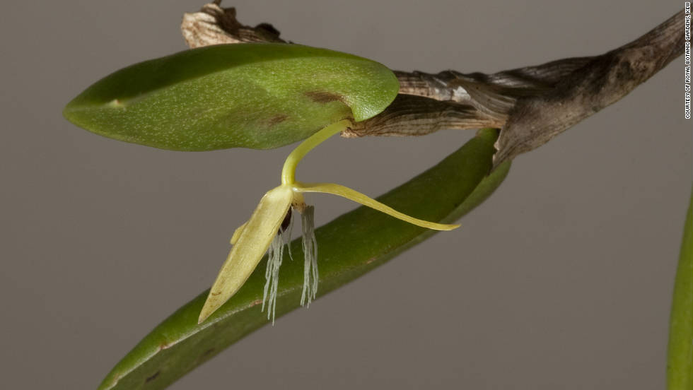 The Bulbophyllum nocturnum is the first of around 25,000 orchid species to flower at night. 