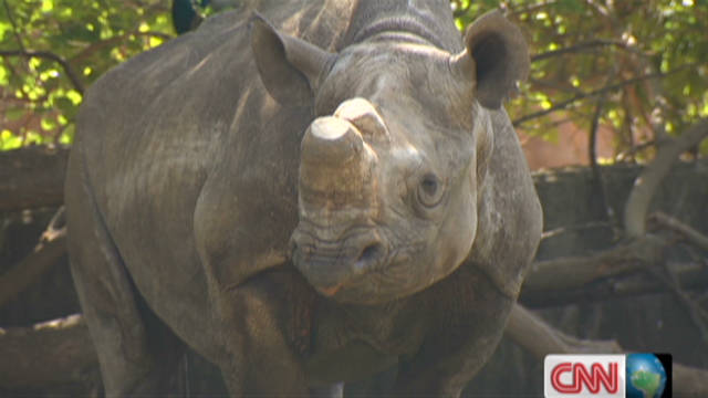 Rhinos on a plane: Life-saving mission across borders - CNN