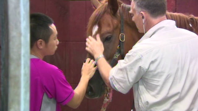 horse in the hospital shirt