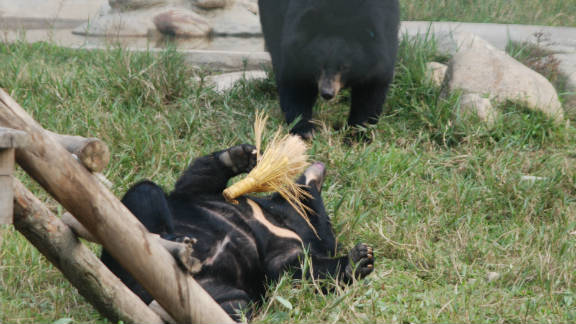 Toys are a key part of the bears' rehabilitation.
