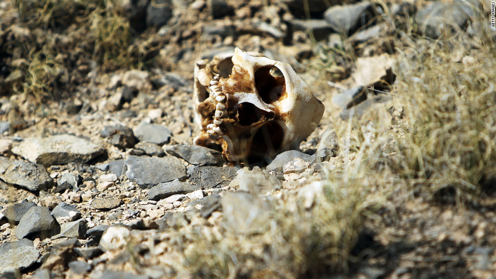 A skull of someone thought to be a victim of drug violence lies on the ground in Ciudad Juarez in early 2010. The border city of Juarez has been racked by violent drug-related crime, making it one of the most dangerous cities in Mexico&#39;s war on drugs. According to figures released on January 11 by the Mexican government, 12,903 people were killed in drug-related violence in the first nine months of 2011.
