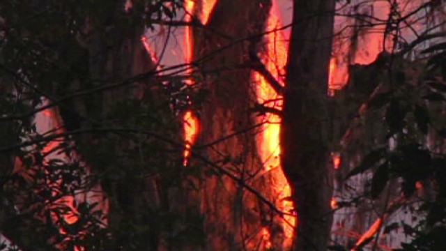 World&#39;s oldest cypress tree burns