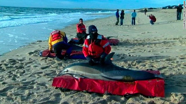 Between 40 and 50 dolphins have been found stranded close to shore near Cape Cod since Thursday.