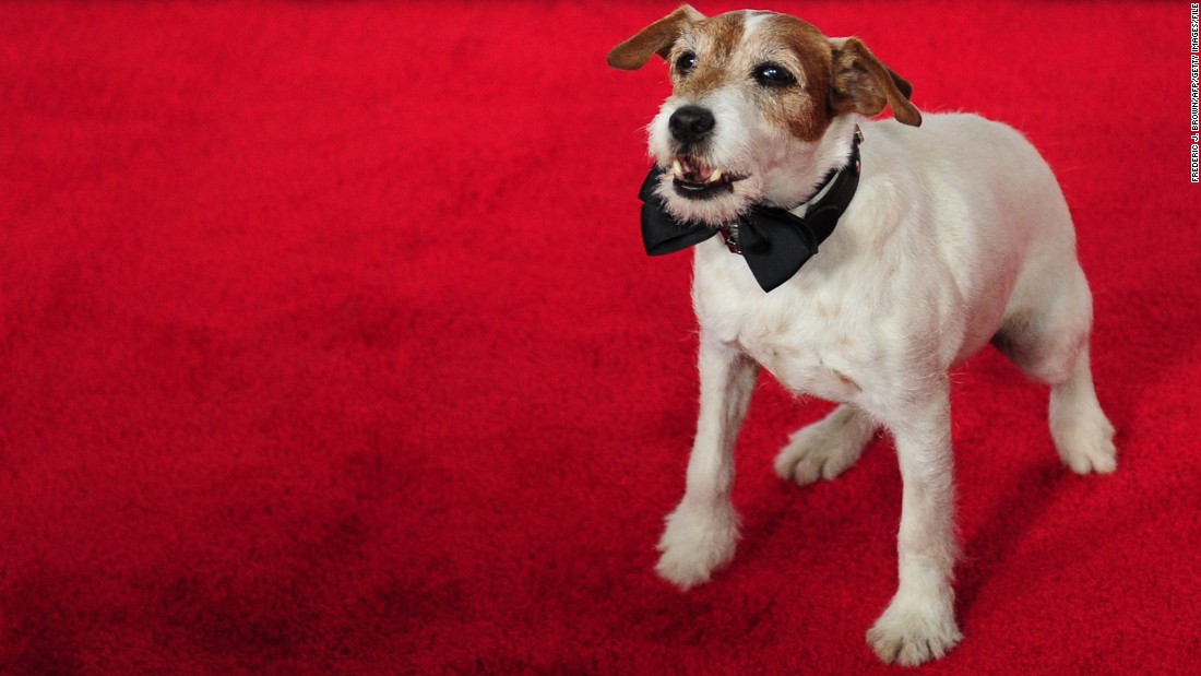 Uggie the dog at a 2011 screening of &quot;The Artist&quot; at Grauman&#39;s Chinese Theater in Hollywood, California. The Jack Russell terrier, who charmed audiences in the Oscar-winning movie and at his related red-carpet appearances, died this month at the age of 13. Click through the gallery for other celebrated animals.