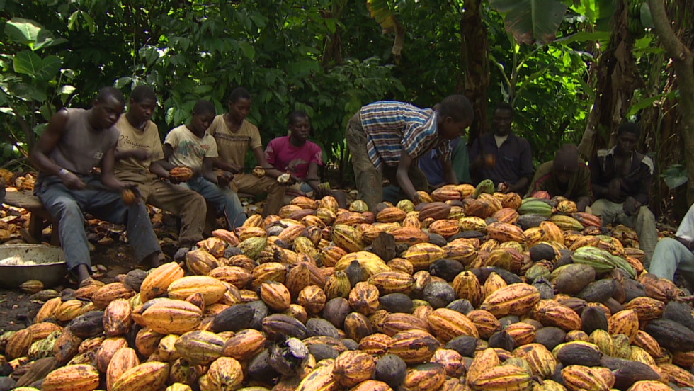 cocoa beans in field