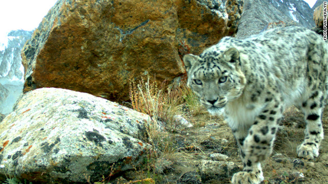 Snow leopard cub plays with, steals hidden camera - CNN