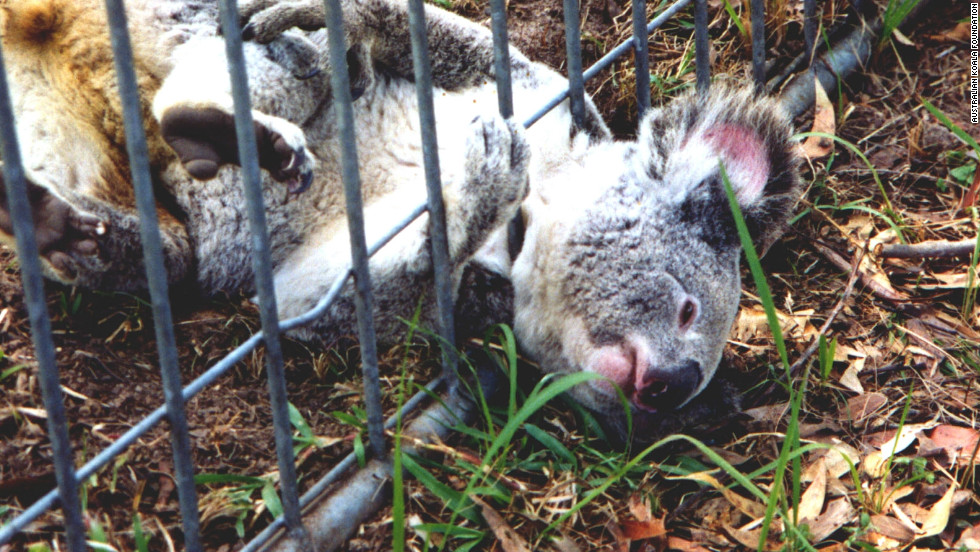 Australia Delays Decision On Koala Listing Cnn