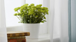 A guide to indoor gardening - CNN