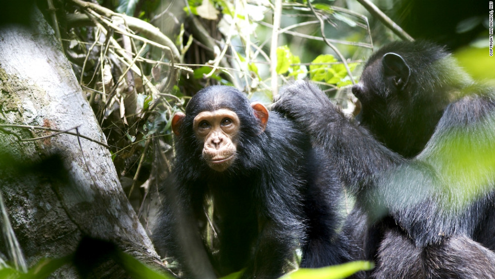 Congo swings into action to save chimps CNN