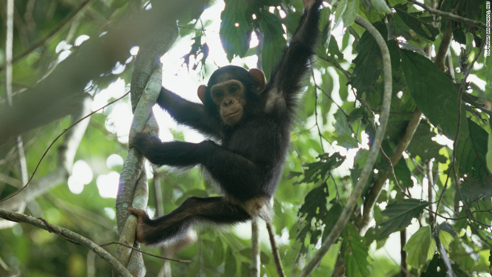 Congo swings into action to save chimps CNN