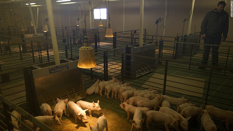 Tofteland inspects young pigs at one of his hog barns outside Luverne, Minnesota. The stench of a hog barn, he says, pales in comparison to the stench of MF Global executives: &quot;Our money was stolen and nobody is being held accountable.&quot; 