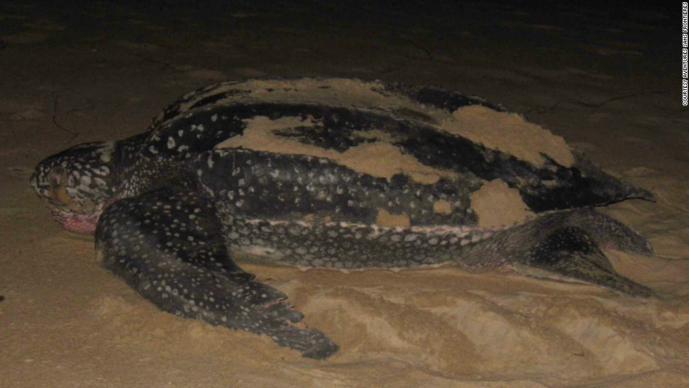 Race to save the leatherback turtle - CNN