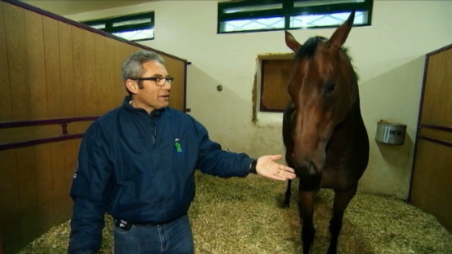 Horse trainer&#39;s Arabian adventure 