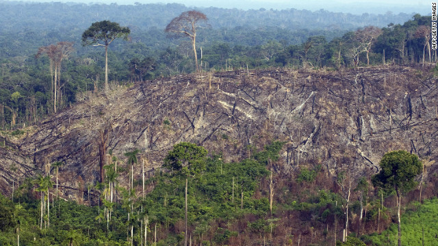 World Bank: Football field of forest lost every two seconds - CNN