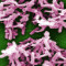 Clostridium difficile infections