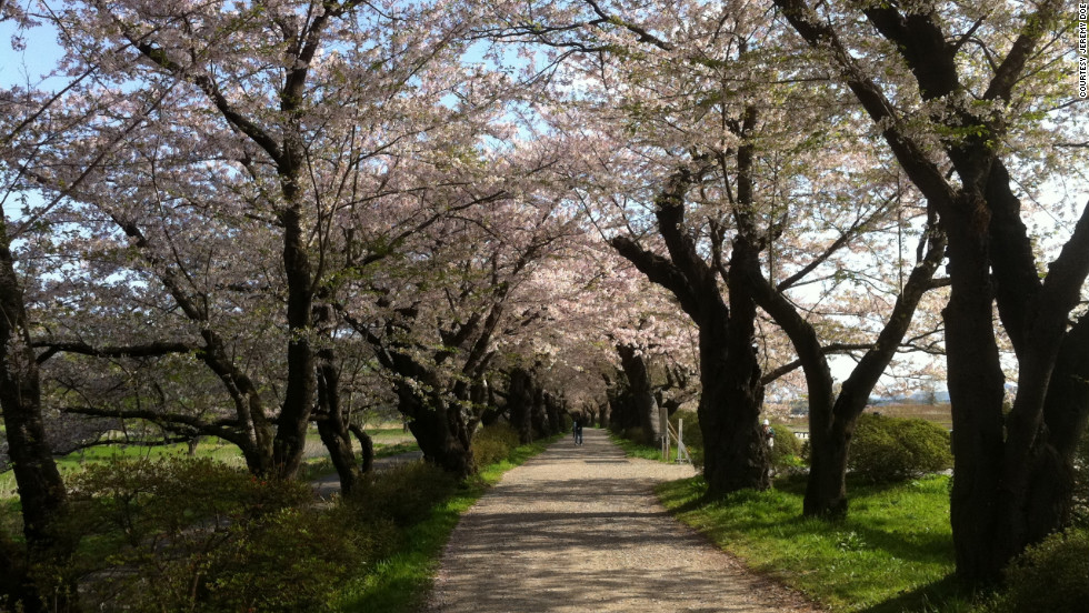 Jeremy Doe, a high-school English teacher living in Kitakami City, took this photo of cherry blossoms to symbolize rebirth. &quot;One year later, we are still dealing with this ... but we are still living,&quot; he said.