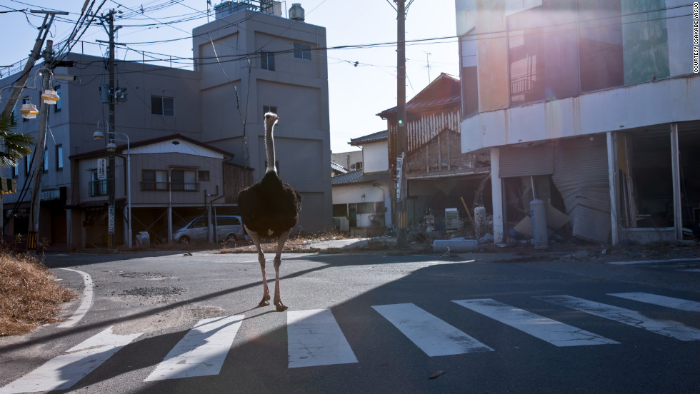 Tokyo-based photographer Osakabe Yasuo recently visited the Fukushima exclusion zone and saw animals, such as this ostrich, wandering the streets. &quot;It still seems like March 11 down there,&quot; he said.