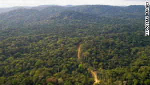 Rainforest Losing Equivalent To 8.4 Million Football