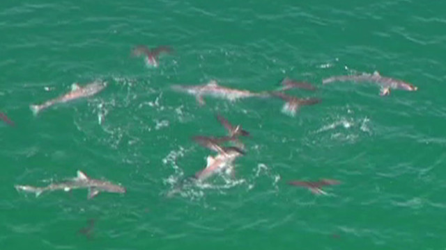 Sharks Go On Feeding Frenzy Cnn Video