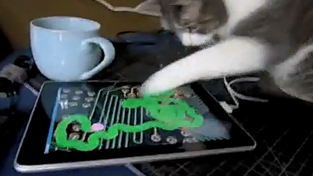 cat toy ipad